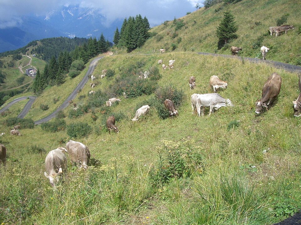 Monte Zoncolan (Friuli Venezia Giulia)