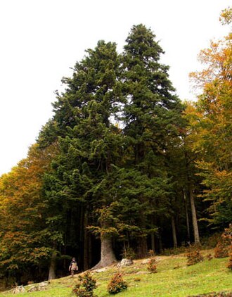 Monte Gariglione (Calabria)
